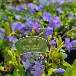 Beautiful Fast Growing Vinca Minor 