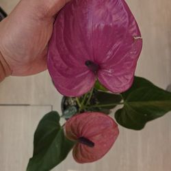 Large Purple Anthurium In Bloom