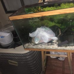 50 Gal Aquarium With Everything You Need, 2 Filters And Heater