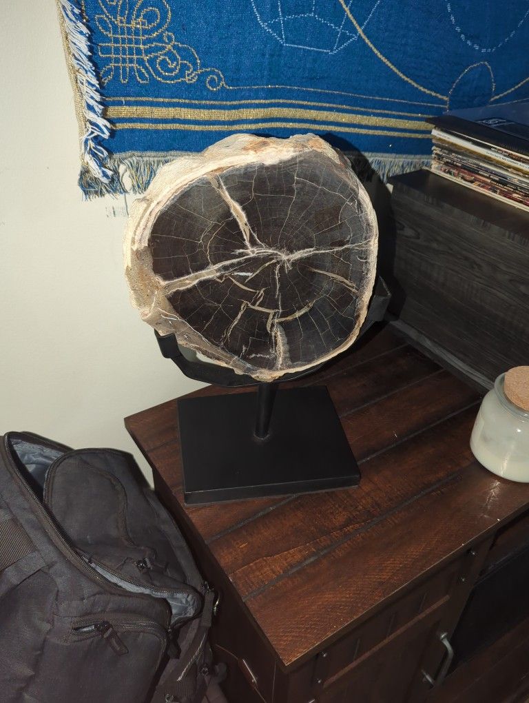 18 Lb Petrified Wood Fossil