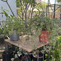 Miscellaneous Large Plants