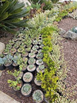 Assorted Succulents In 1 Gallon Pots For $4