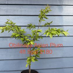 Obilinaya Asian Plum Tree