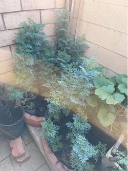 Planta de Ruda / Healthy Rue Plant