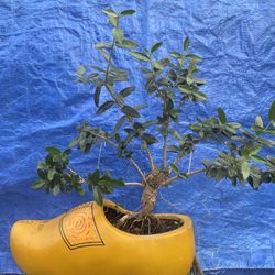 Bonsai Plant For Sale $50 Each