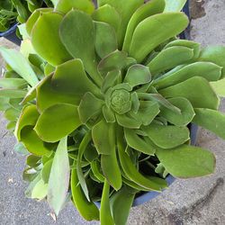 Huge Succulent Sale – Name Your Price 🌿 Donation sale