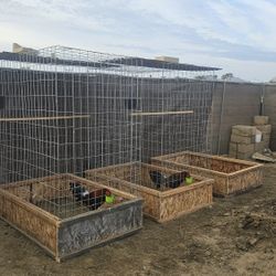 Chicken Feed And Cages 