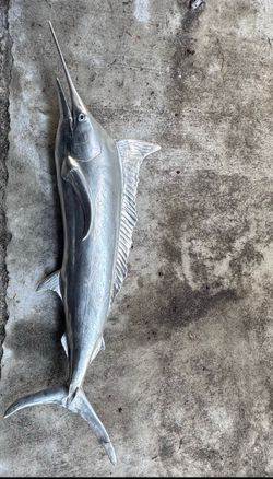 Blue marlin for sale (hanging hardware not included