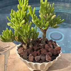 A Ceremic pot with Bosia plant Jade