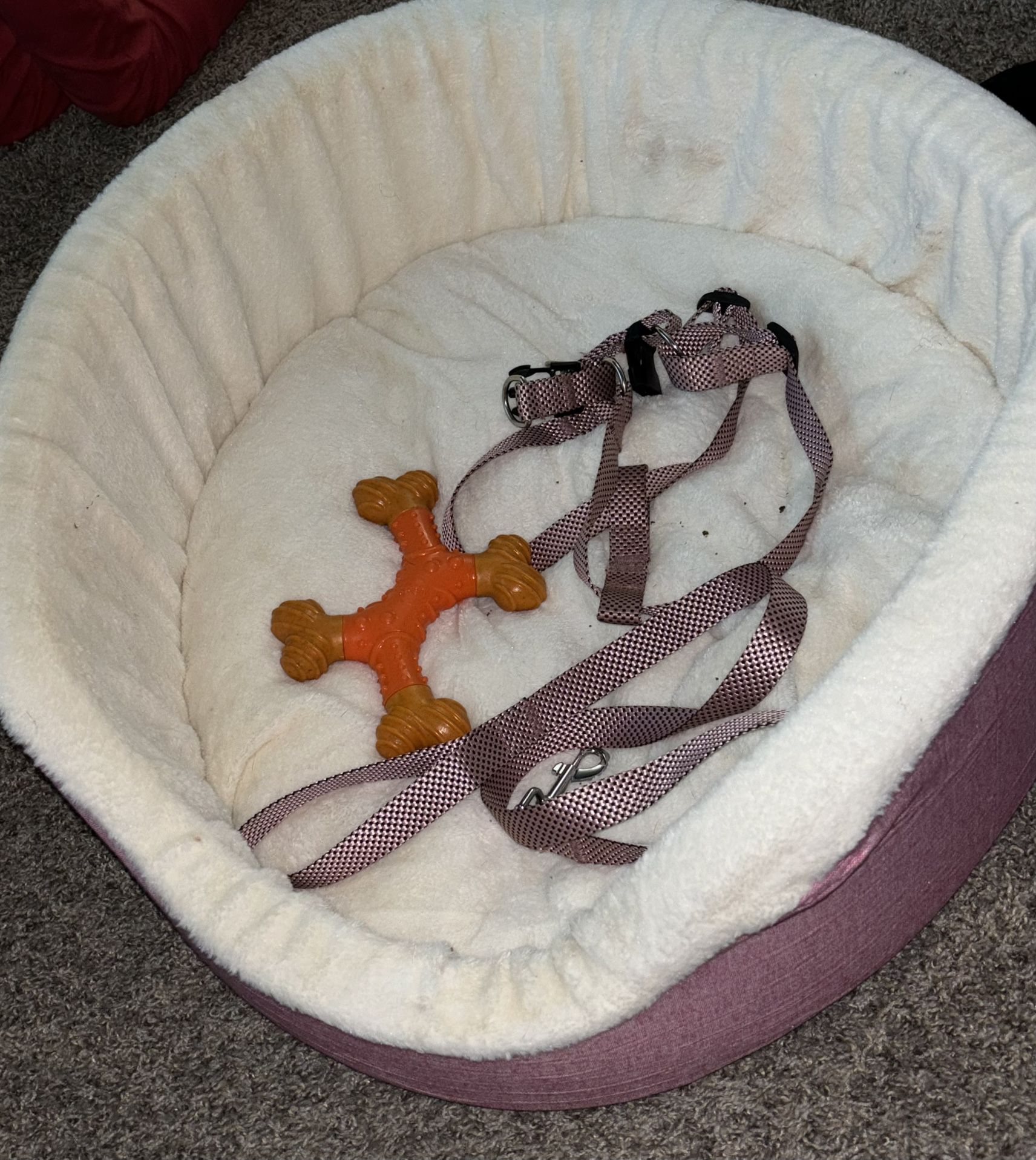 Leash, Harness, Bed & chew Toy 