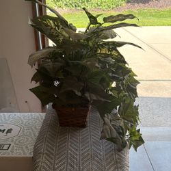 Artificial Plant
