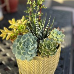 Atteglo De Suculentas 🌵🪴con Maceta De Ceramica. Un Regalo Muy Bonito Para Toda Ocacion .