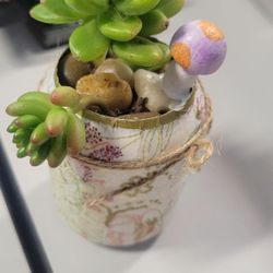 Succulent Arrangement
