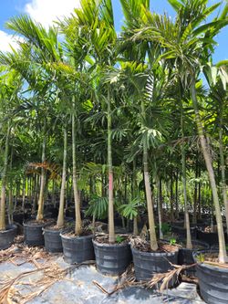 Alexander palms  12 feet tall Instan Privacy Hedge