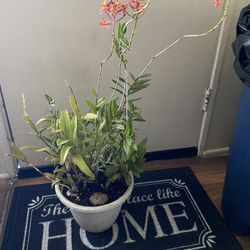 Plants For Sale