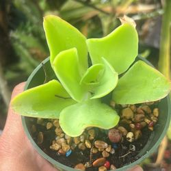 Echeveria Pallida Giant Succulent Plant