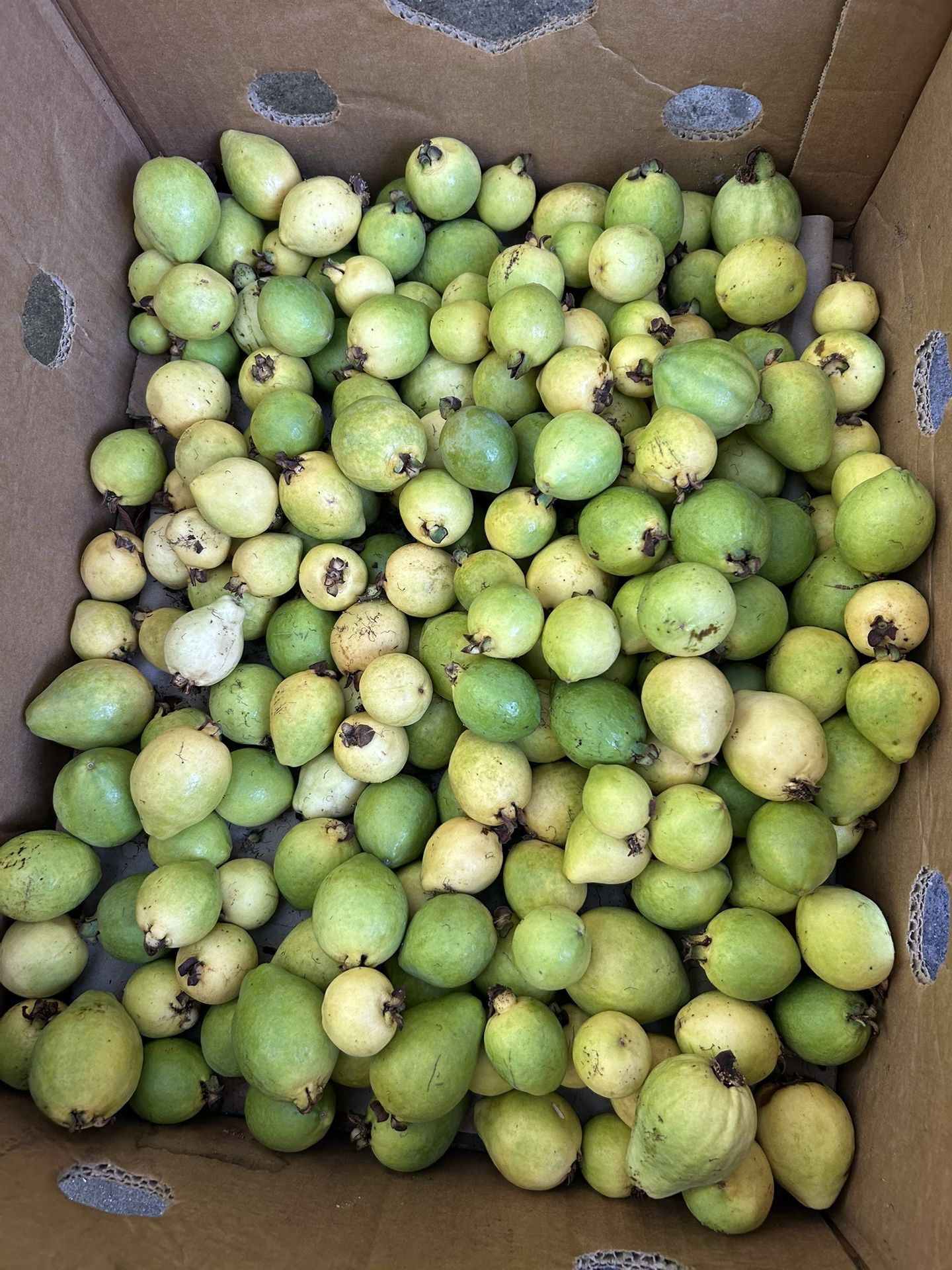 Guavas