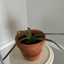 Aloe Vera Plant 