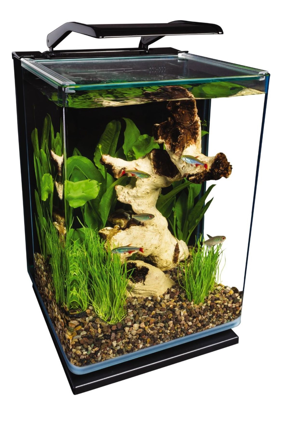 5-gallon marine land fish tank
