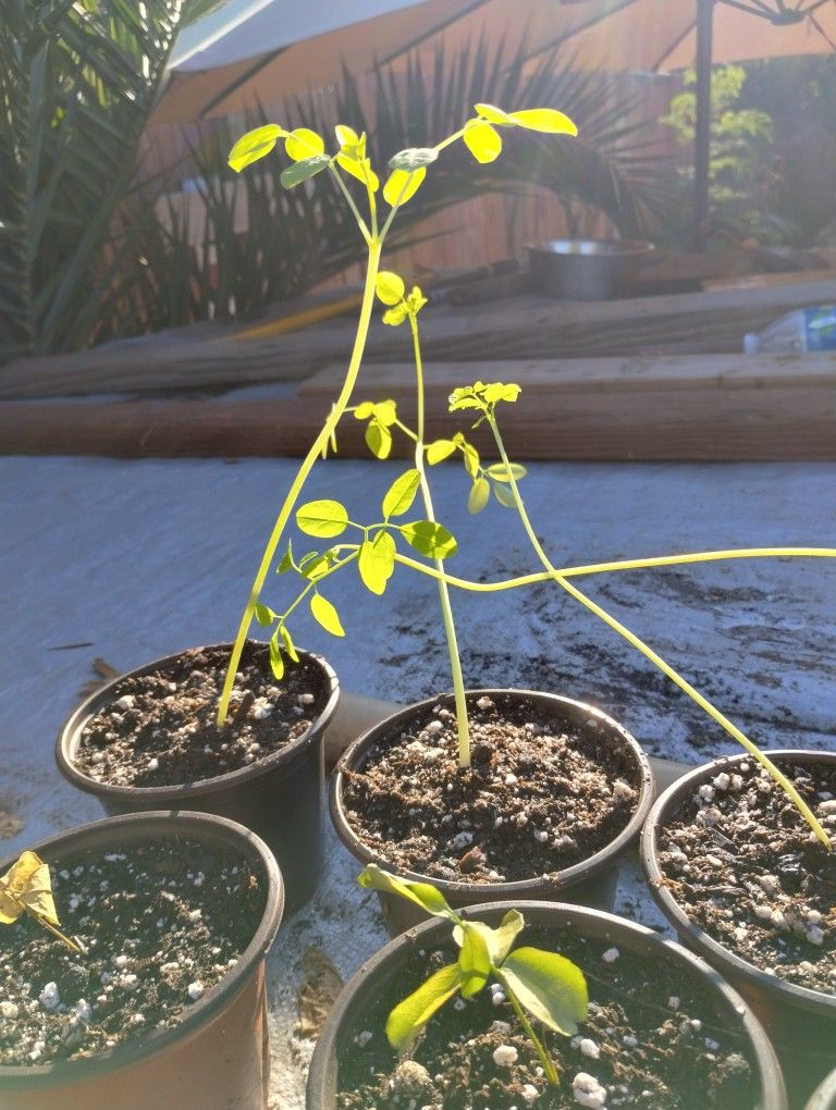 Moringa Plant Grows Into Tree 6-8 Months Only Gets Bigger 