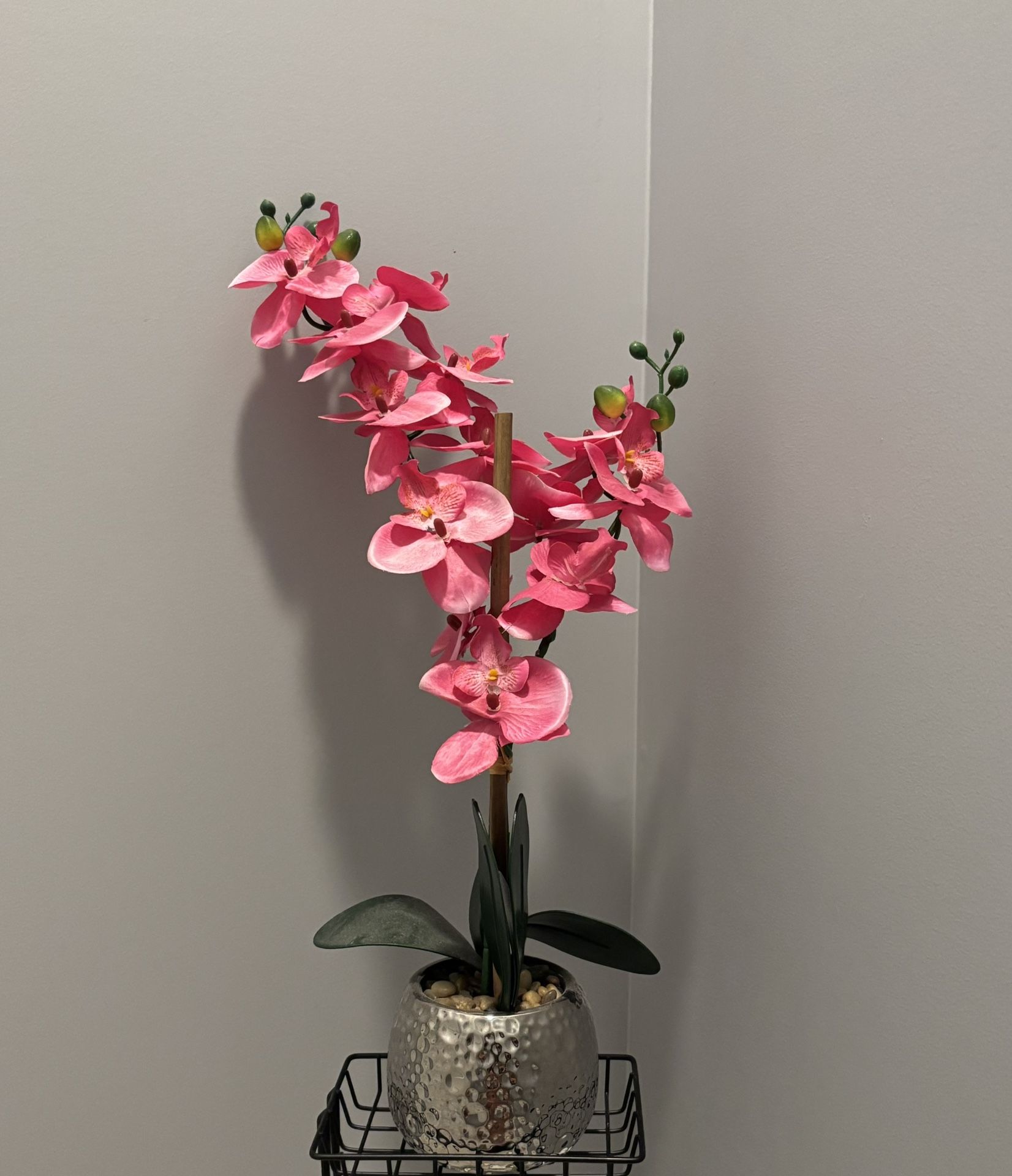 Pink Orchid Plant In Silver Vase