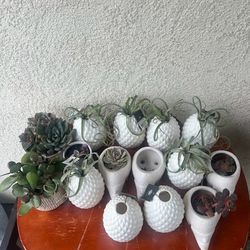 Lots Of Little Plants