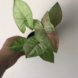 Beautiful Pink Confetti Syngonium Plant