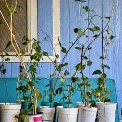 Morning Glory Climbing Plant $1 Each Plant 