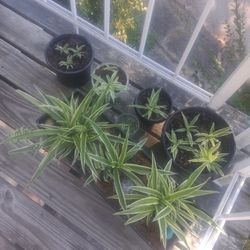 Spider plants. 