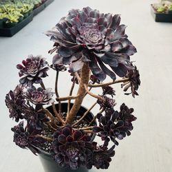 Rare Aeonium Snow Girl
