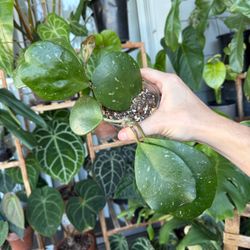 Hoya Obovata Splash #1