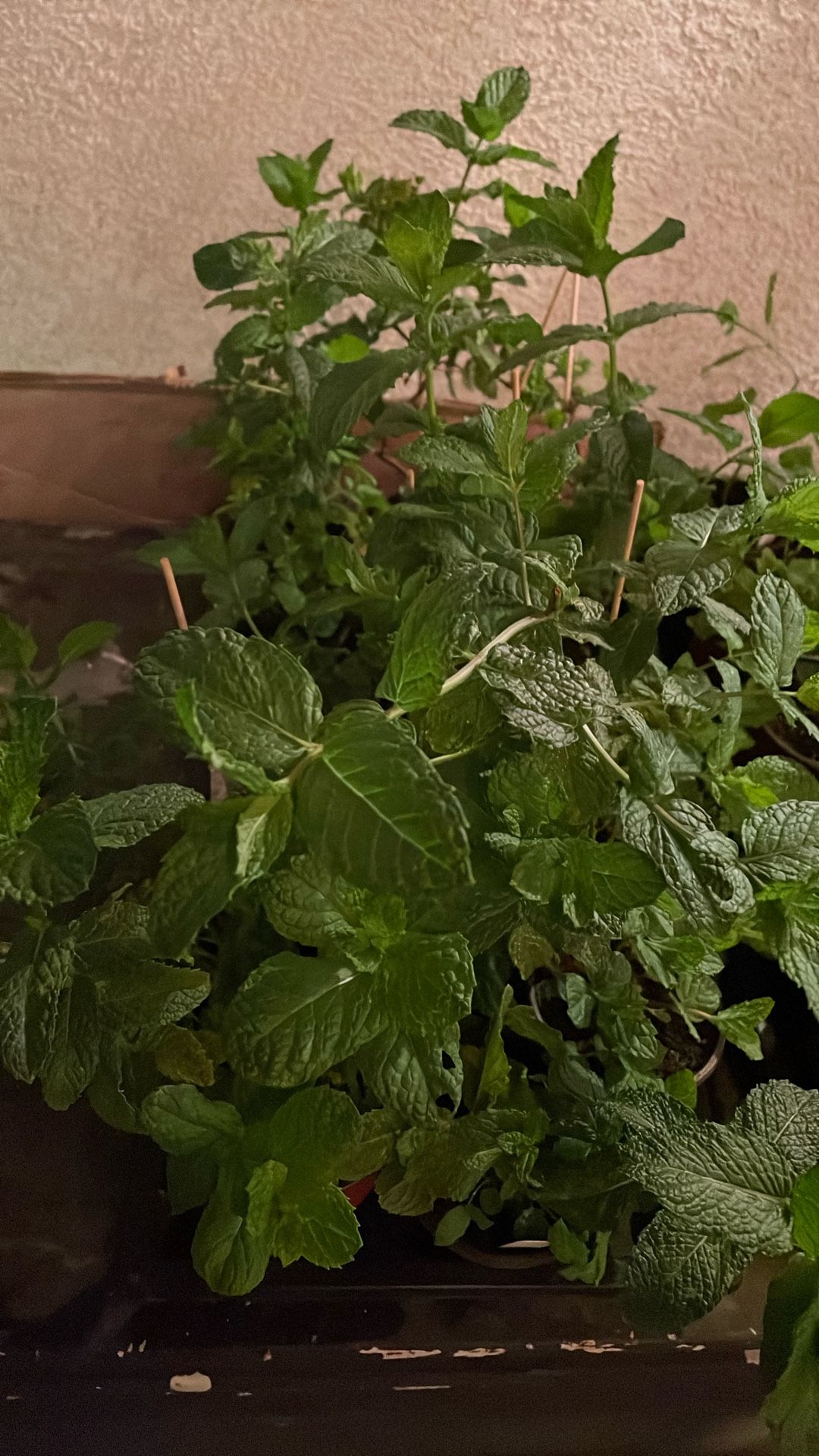 Yerba Buena Mint