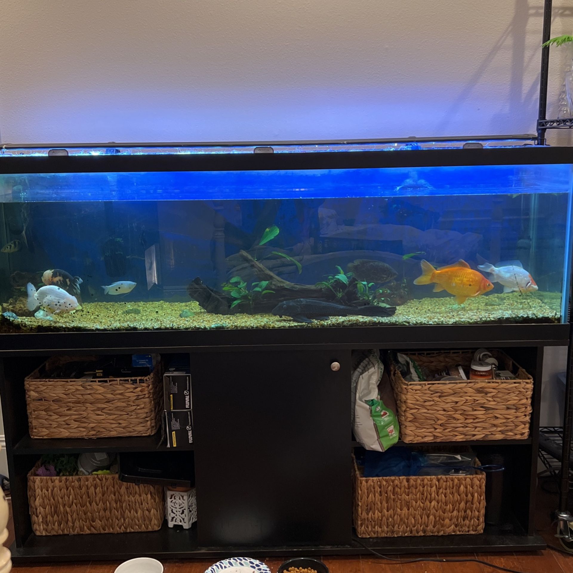 125 Gallon Fish Tank With Stand And Light