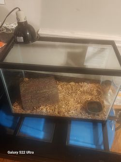 Eastern Box Turtle w/20Gal Tank *BUNDLE SALE* 