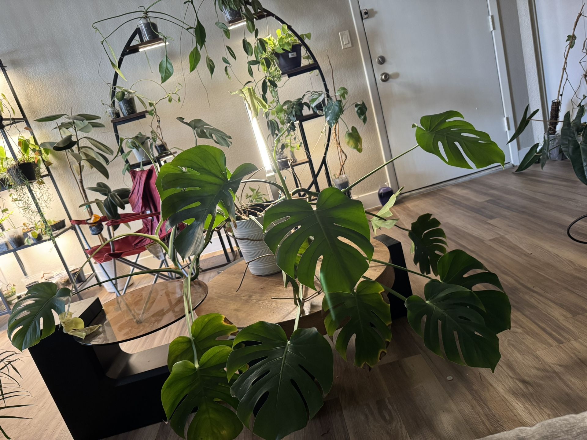 Tropical House Plants For Sale