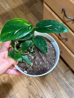 Philodendron Standleyana 'Albo Variega