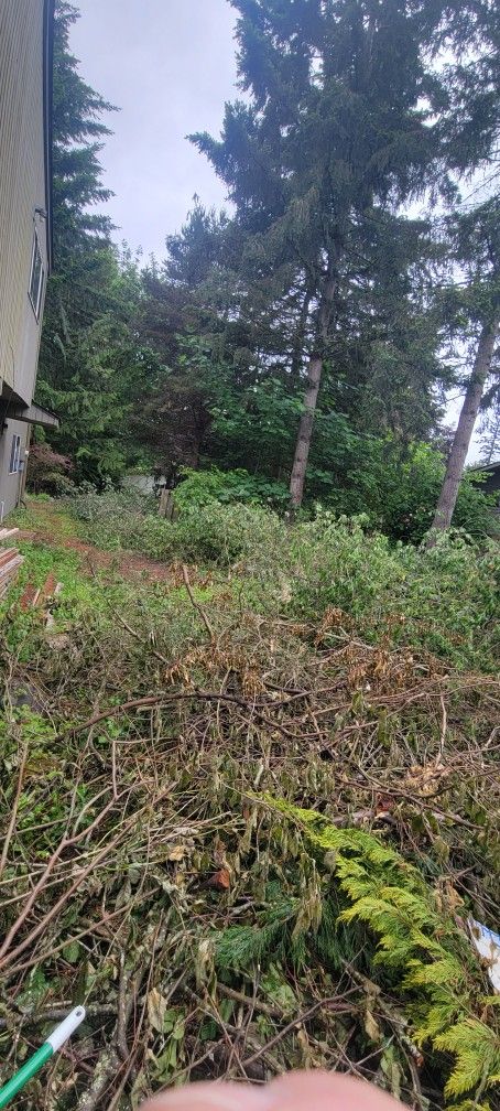 Cherry Branches Free