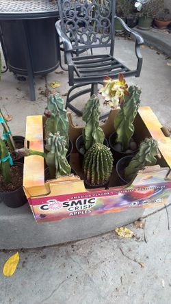 Beautiful cactus Variety