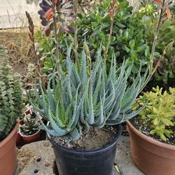 Succulent- 2 Gallon Aloe "Blue Elf" -$10