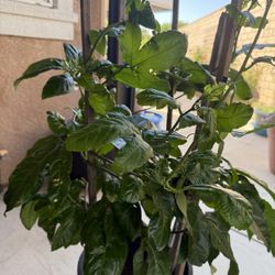 Passion fruit Tree 