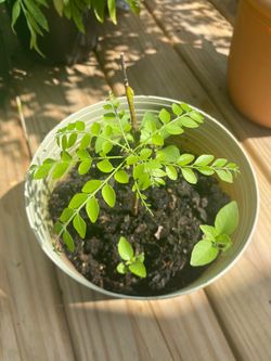 Curry leaves plants