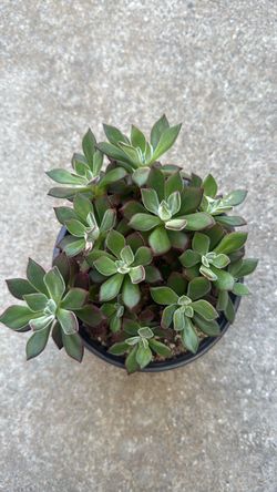 Echeveria pulvinata in 6” pot