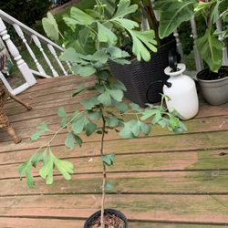 Ginkgo Tree Plant!! $40 Obo!! 