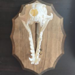 Red Fox Skull On A wooden Mount.