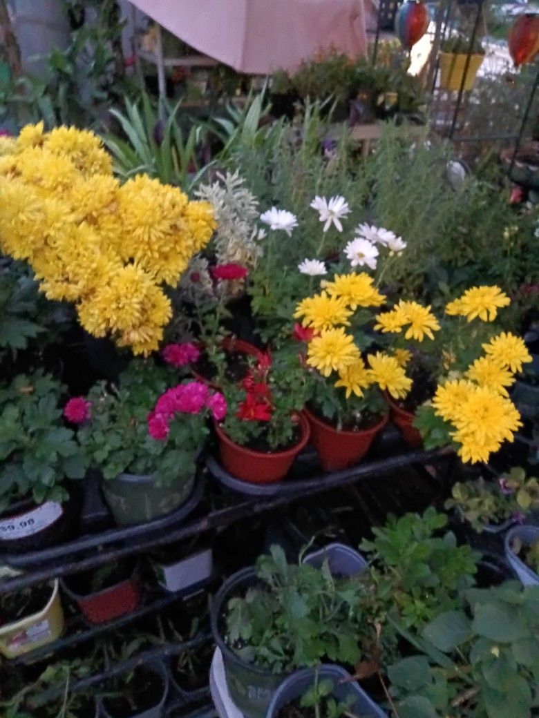 Landscaping Flowers and Grasses