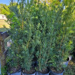 Podocarpus Over 6 Feet Tall All Sizes Available Same Day Planting Available Instant Fence  