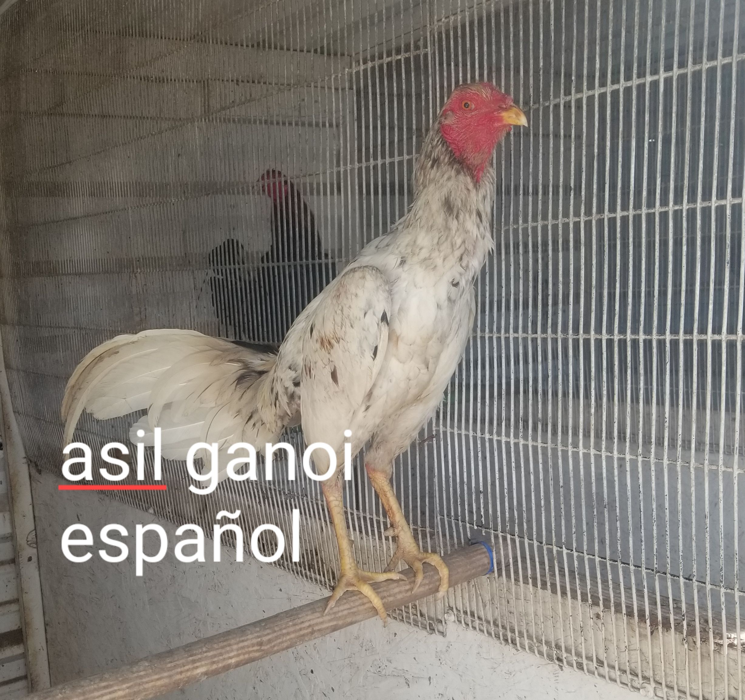 Gallos shamo español y asil ganoi español