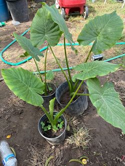 Planta