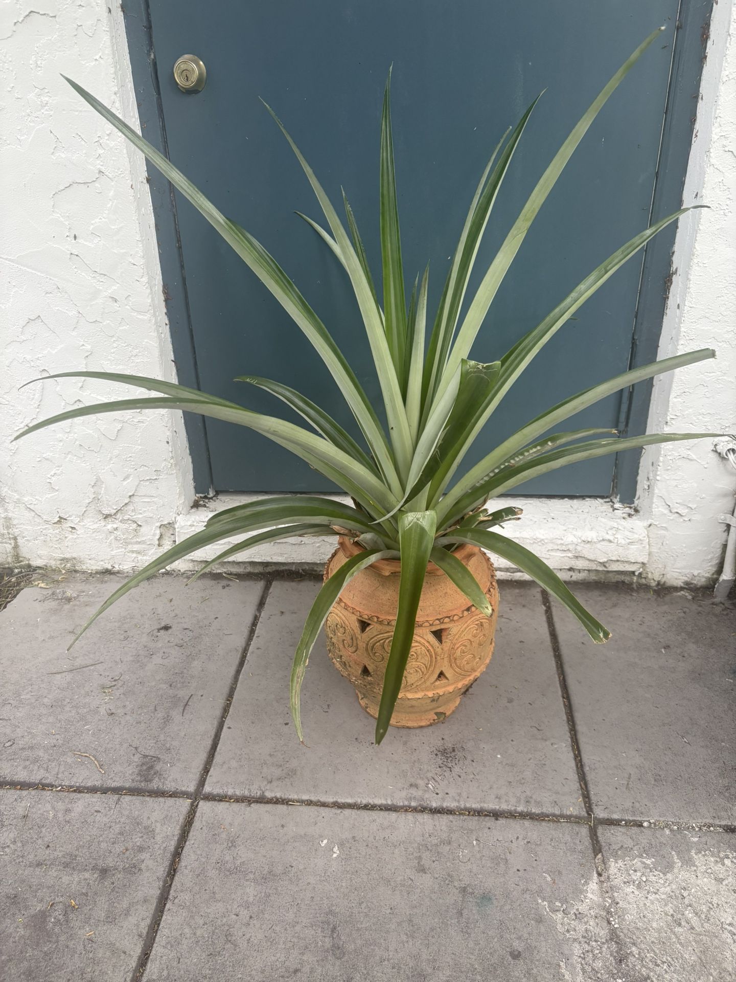 Pineapple Plant