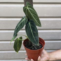 6” philodendron melano